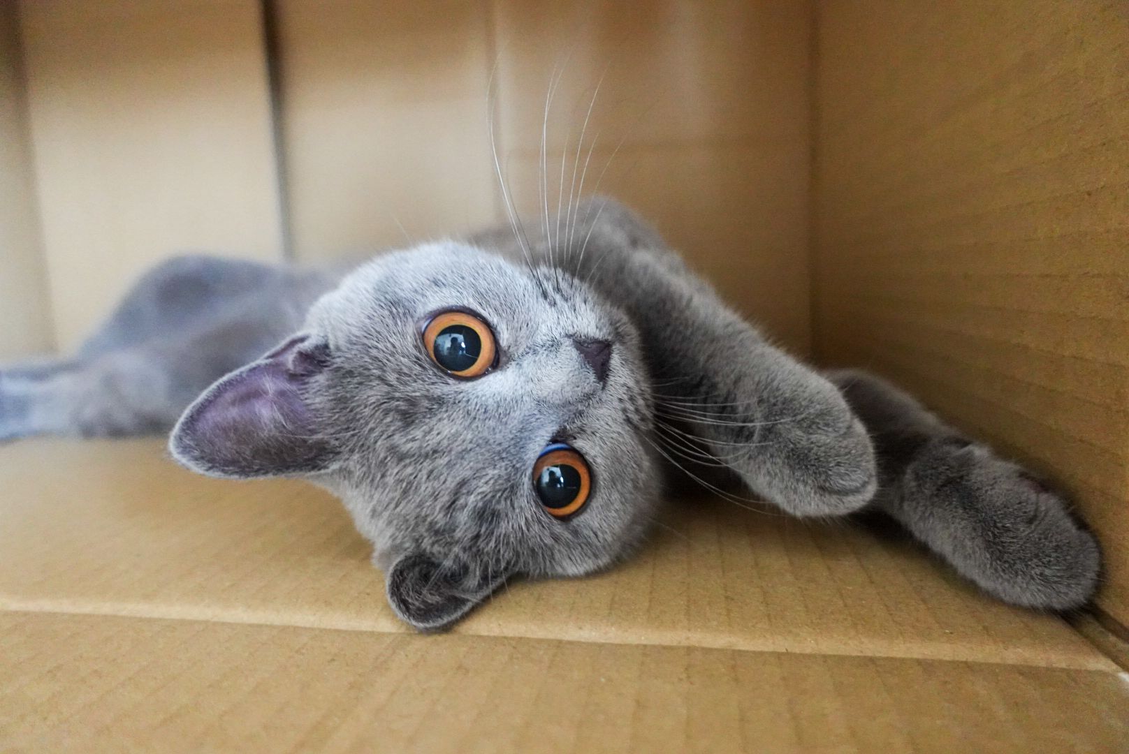 Maggie - Siew Mai's Mami