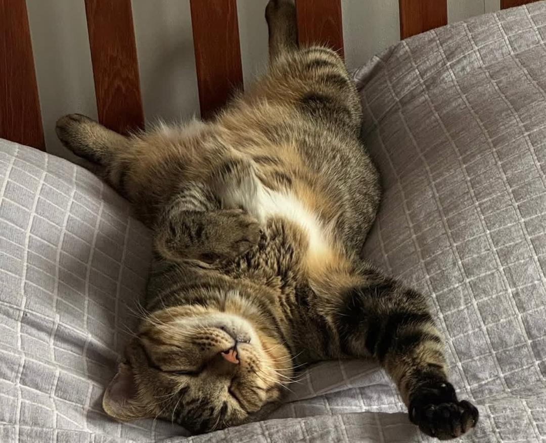 Aida, mom of Esteban (rescued fussy-eater)